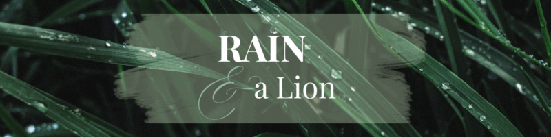 Rain and a lion